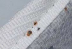 bed bugs on mattress with blood