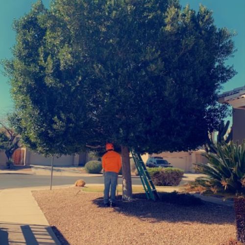 Tree Trimming and Removal