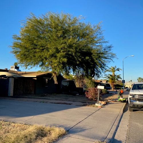 Tree Trimming and Removal