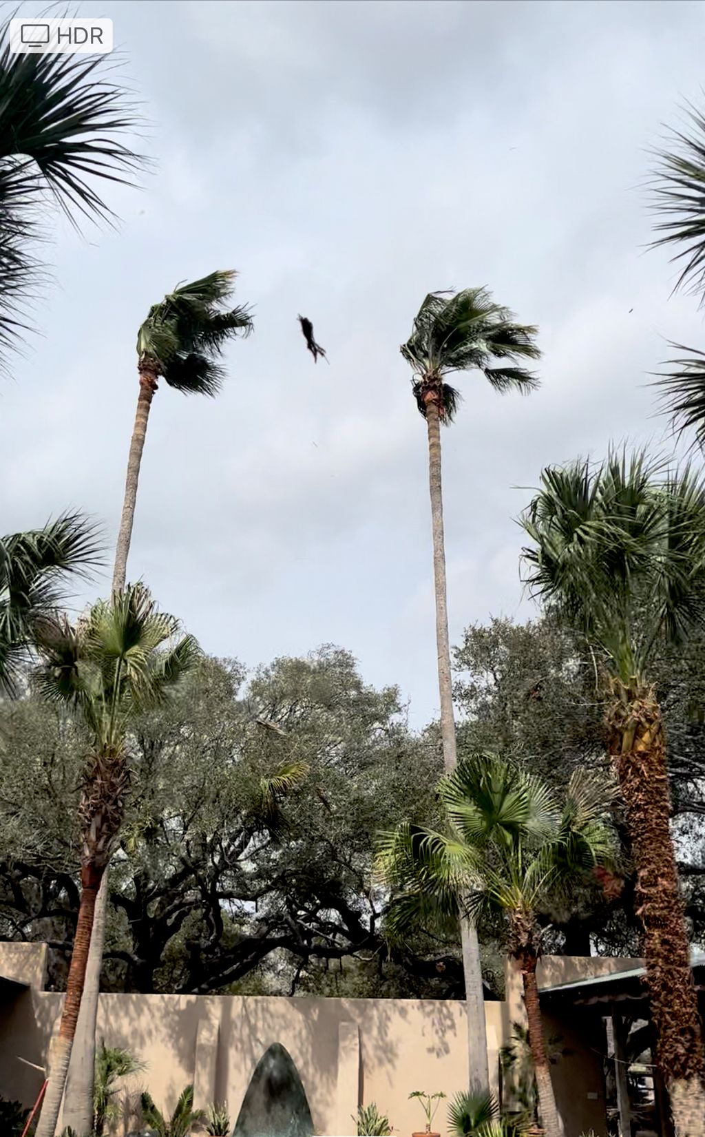 Tree Trimming and Removal