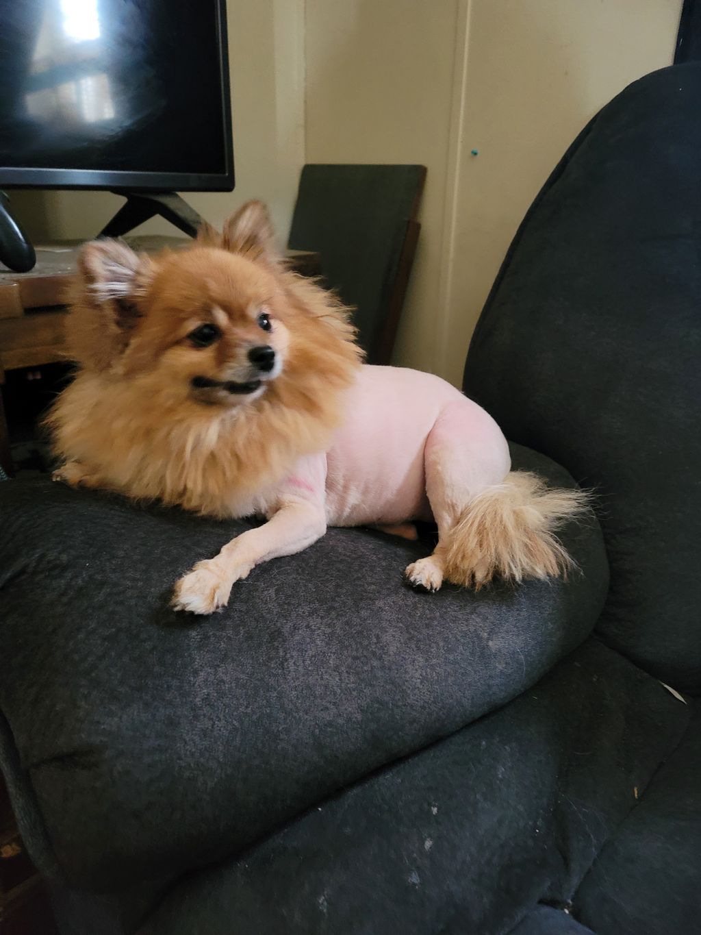 Matted Pom that needed a shave