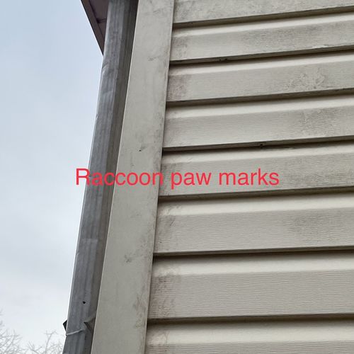 Raccoon paw marks identified on an exterior inspec