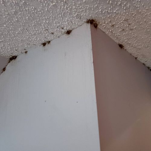 "Bad Bedbugs infestation on the room ceiling