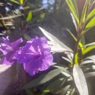 Avatar for Rise and Shine Orland