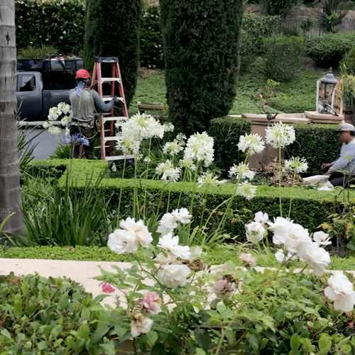 Tree Trimming and Removal