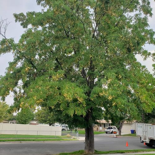 Tree Trimming and Removal