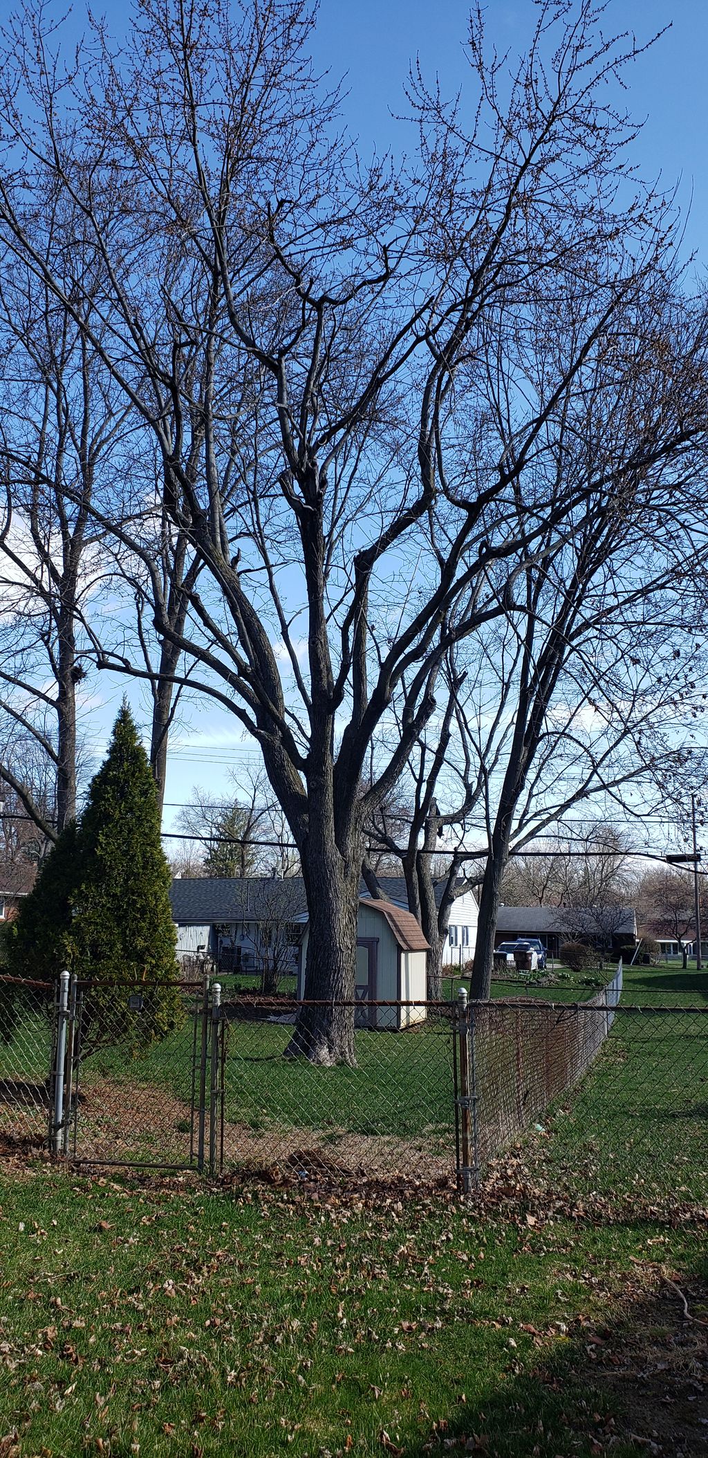 Tree Trimming and Removal