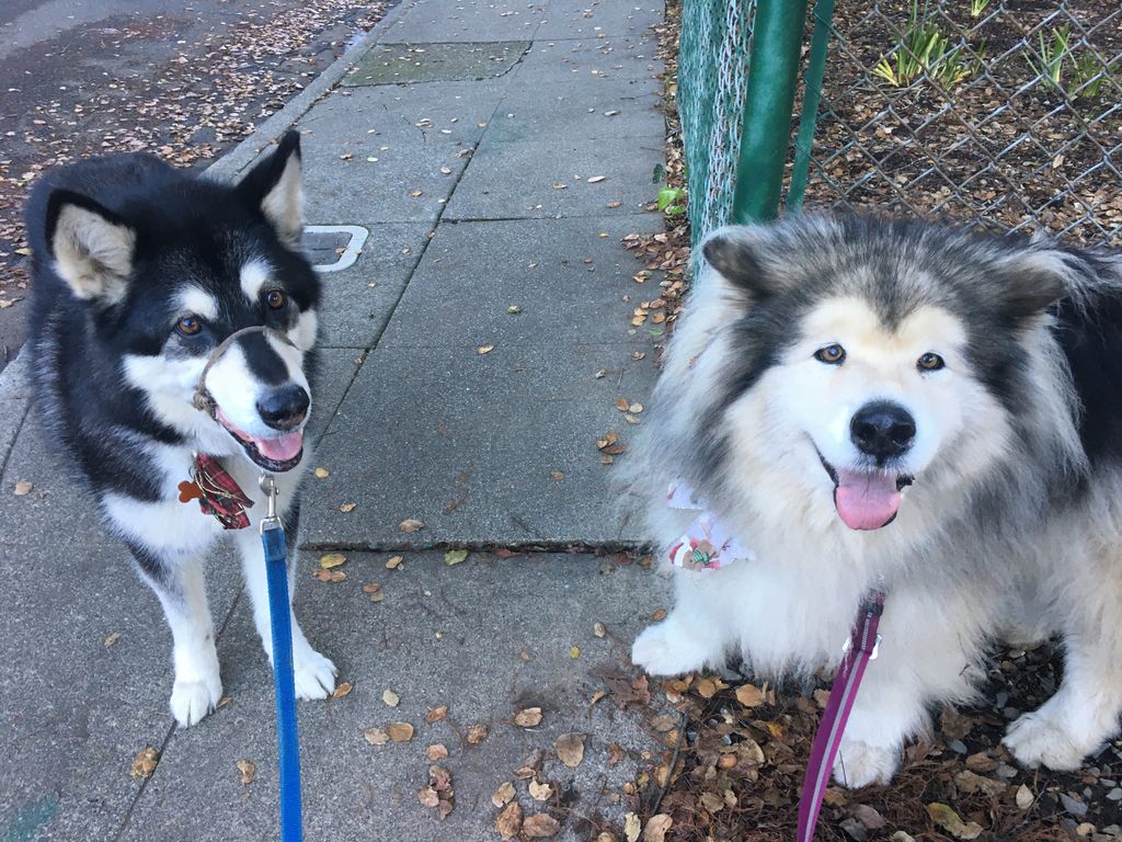 My two malamute girlfriends!