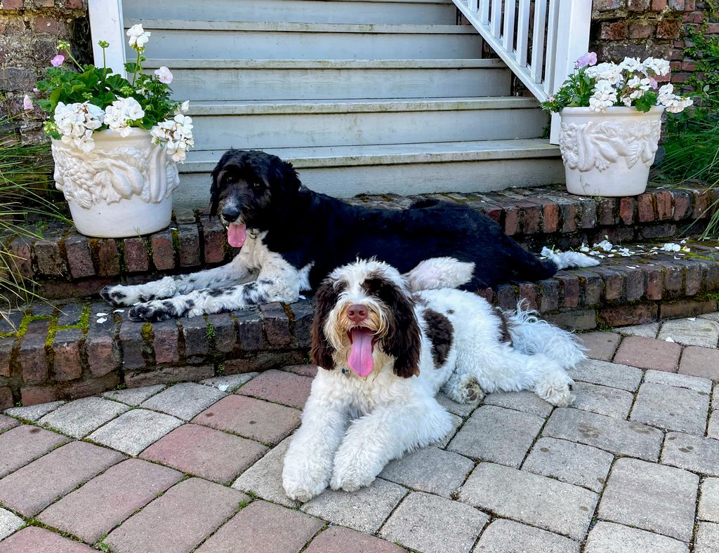 My doodle clients after a play date. 