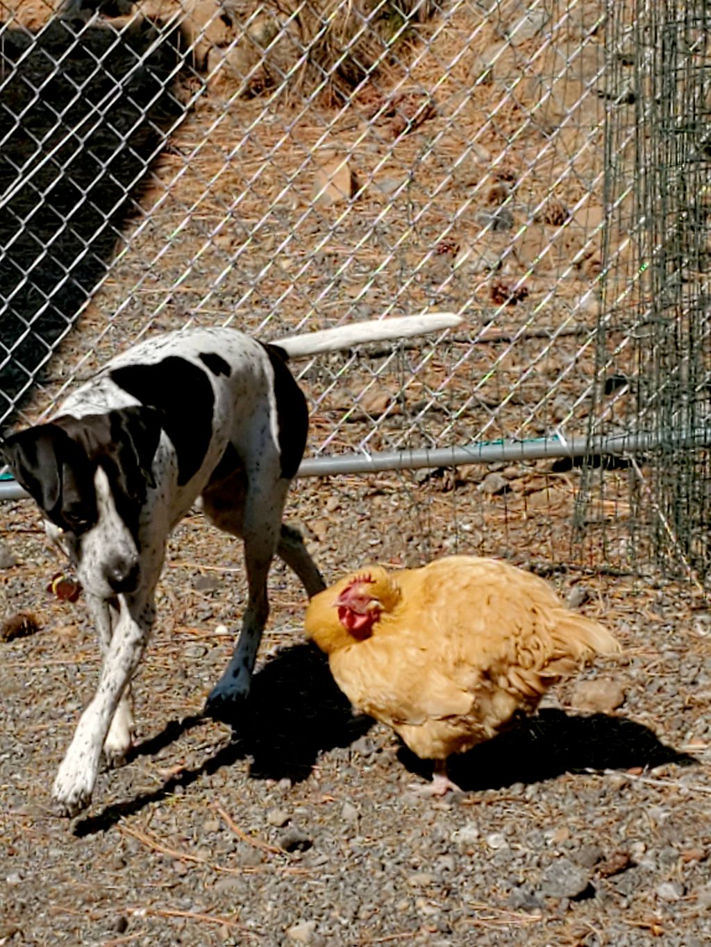 "Hunting dogs" with prey drive for some things don