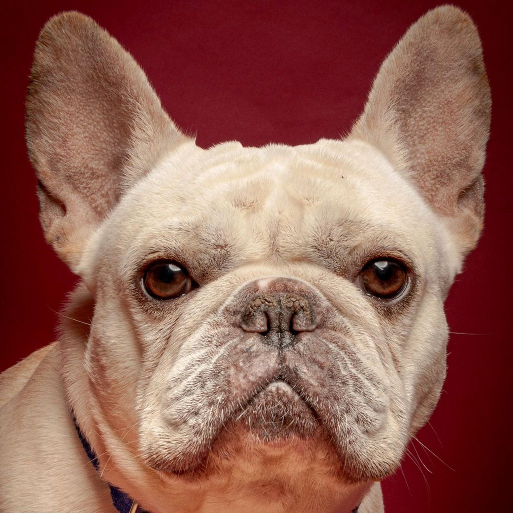 Diego The Pet Photographer
