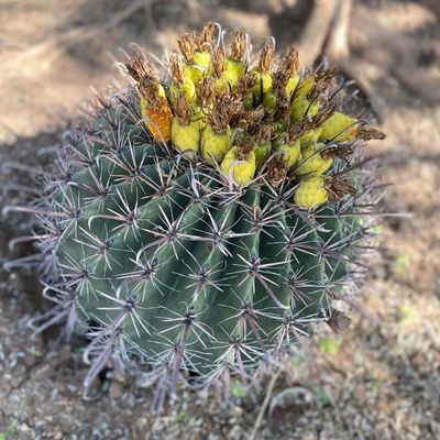 Avatar for IG LANDSCAPING LLC