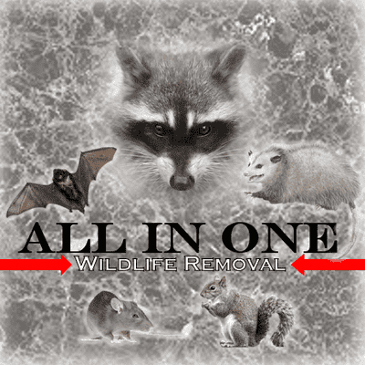 Avatar for All in One Wildlife Removal, LLC