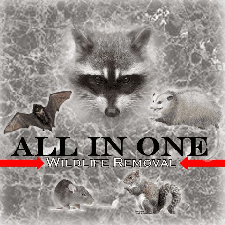 All in One Wildlife Removal, LLC