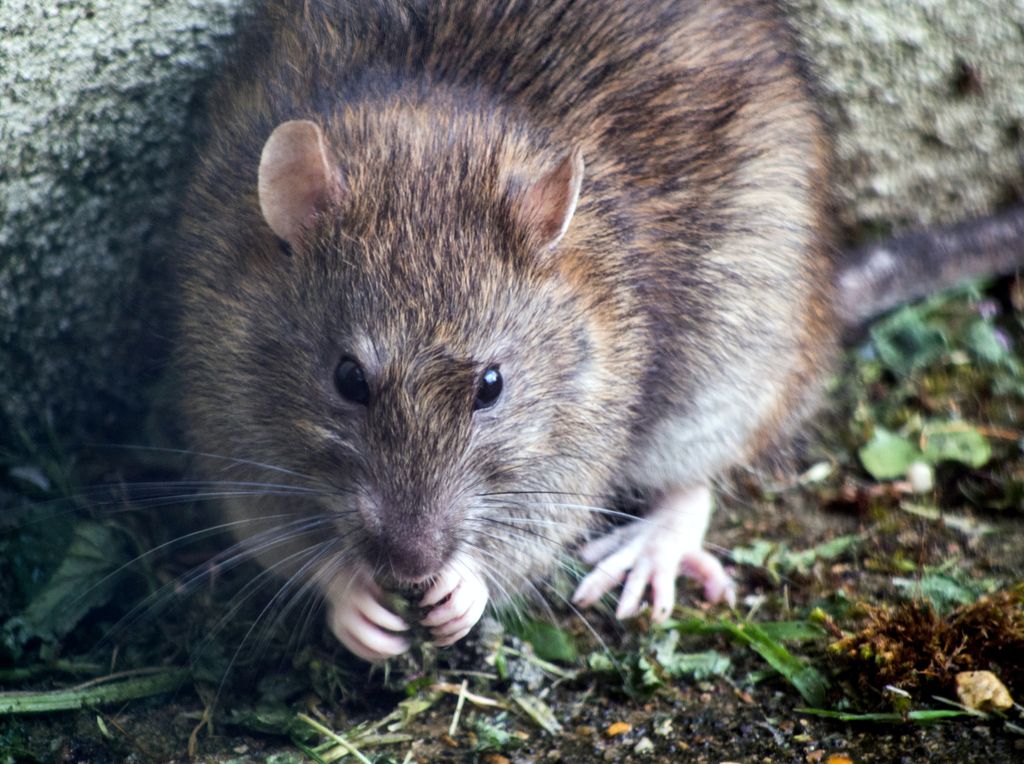 Rodent Control