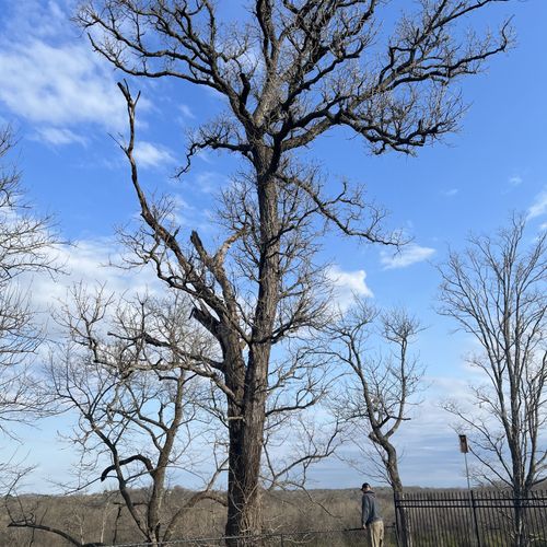 Tree Trimming and Removal