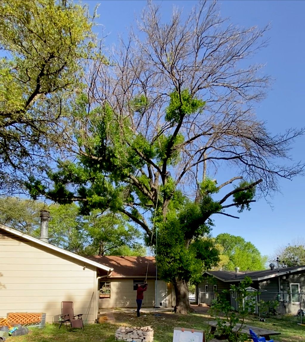 Tree Trimming and Removal