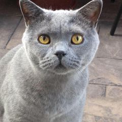pro avatar