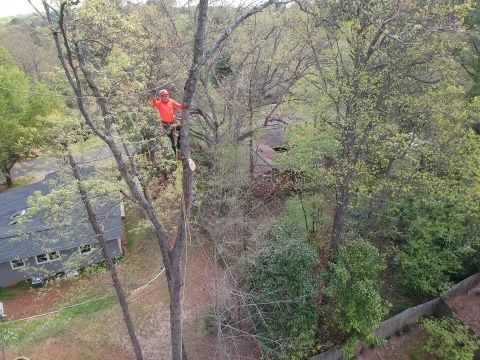 Tree Trimming and Removal