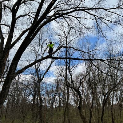 Avatar for MGR Tree Services LLC