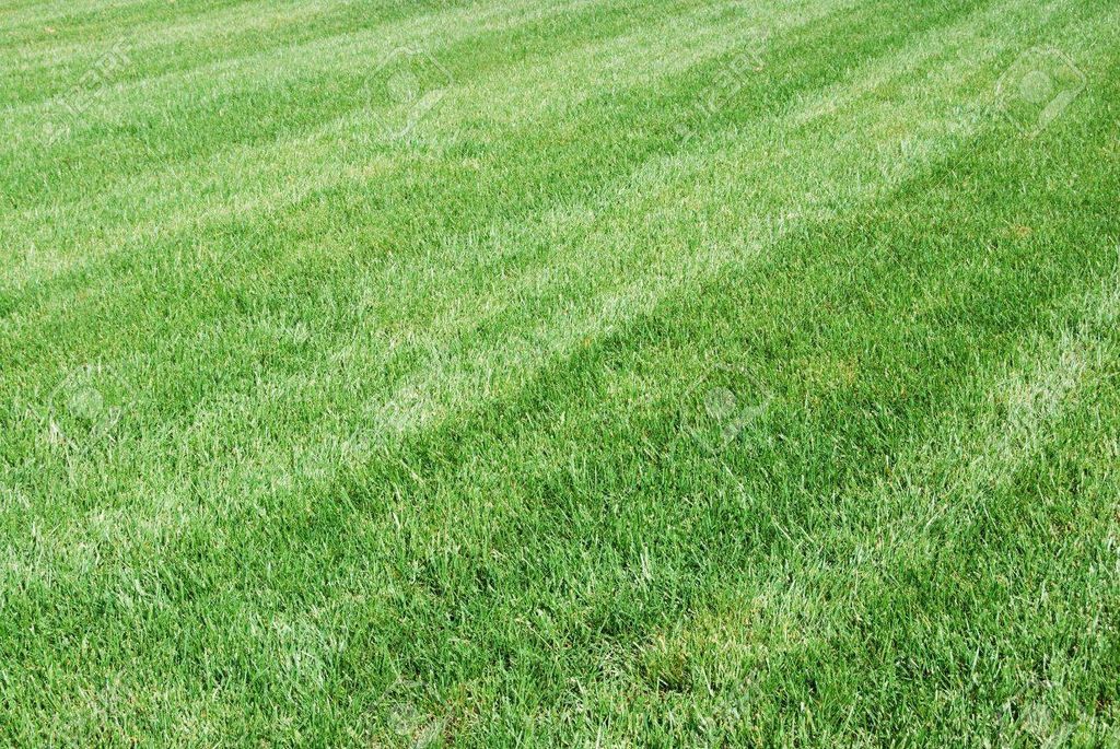 Lawn Mowing and Trimming