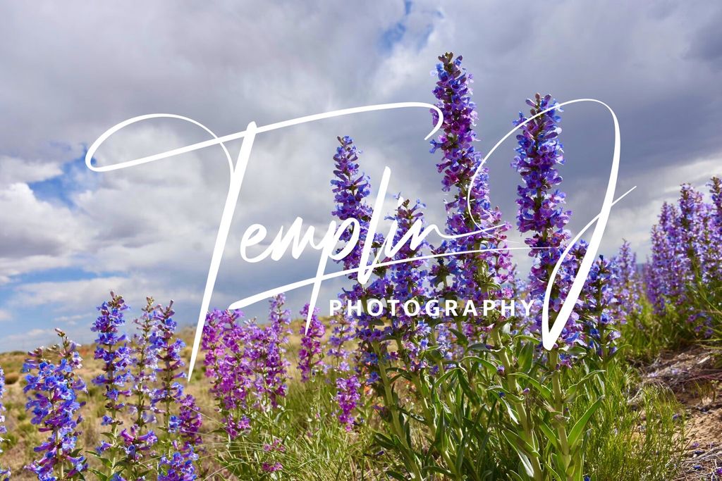Templin J Photography