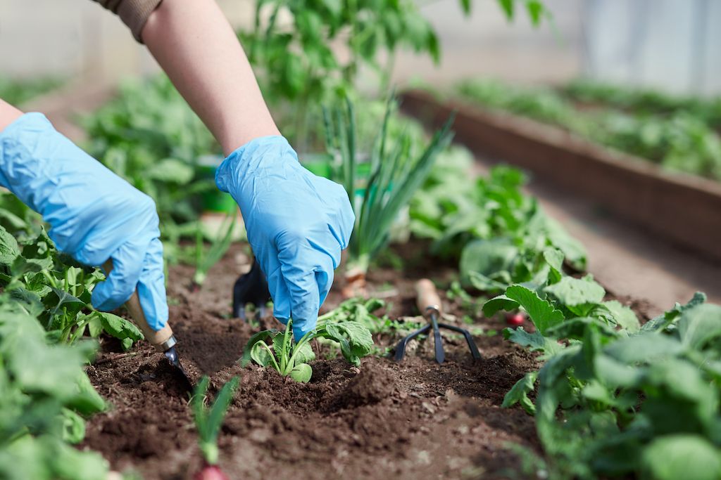 start a garden for environment