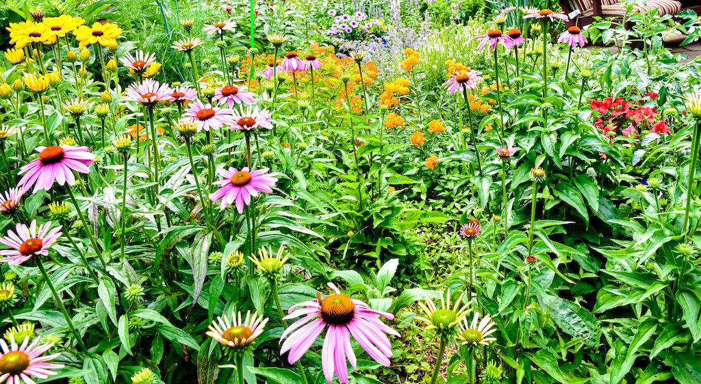 native plants for landscaping