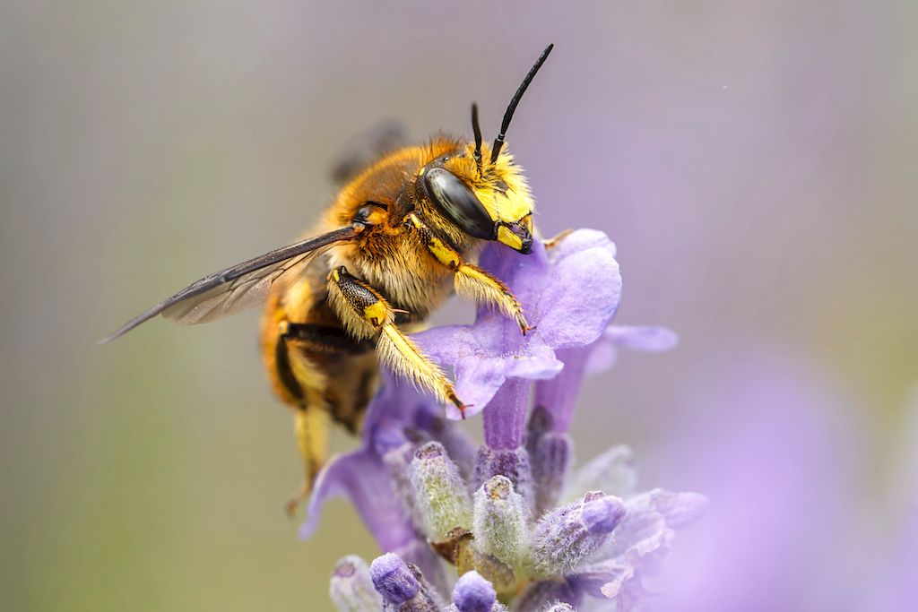 pollinator garden for ecosystem