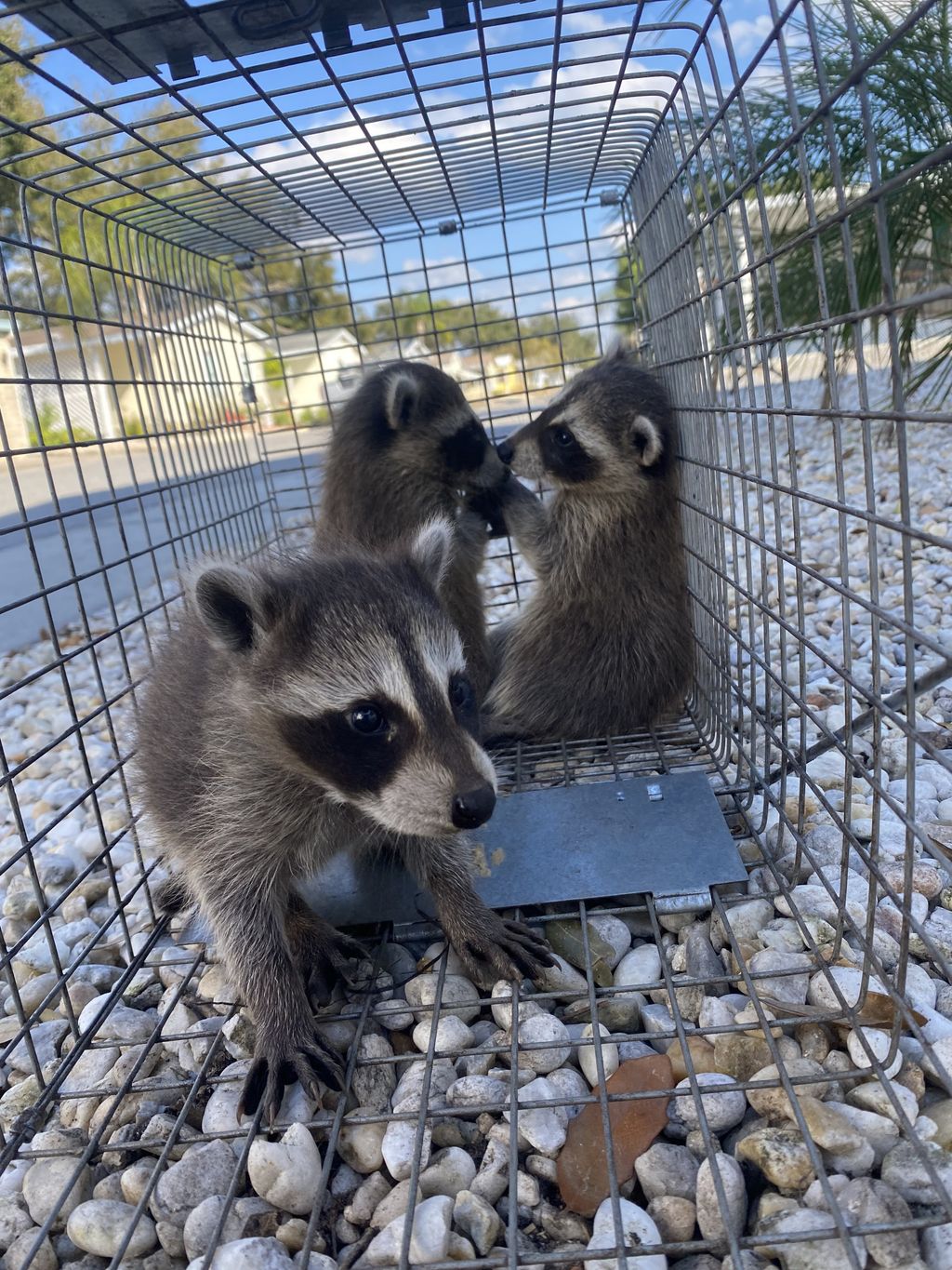 Humane wildlife trapping