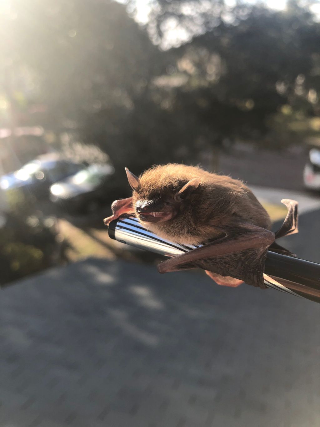 Bat removal & control