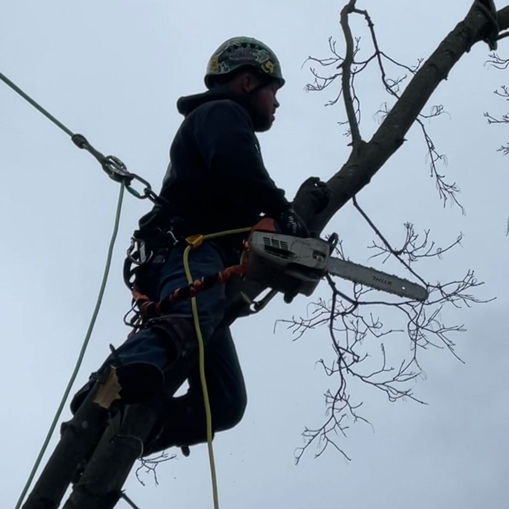 Travis Calder Tree Specialist