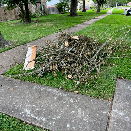 Tree trimming BEFORE 