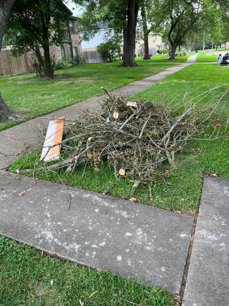 Tree trimming BEFORE 