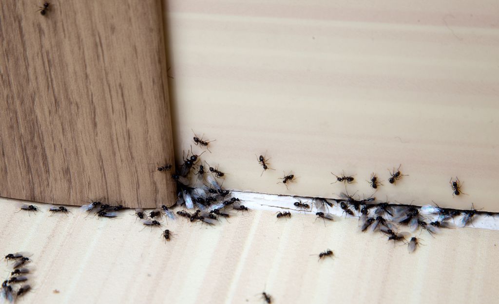 How To Keep Bugs Out Of Your House Thumbtack