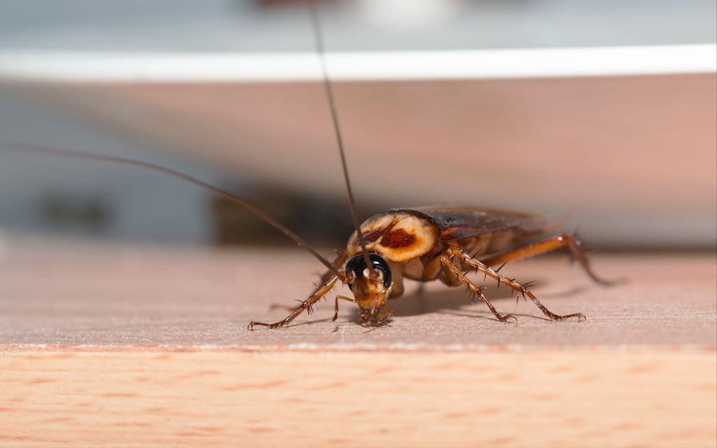 How much does it cost to exterminate roaches?