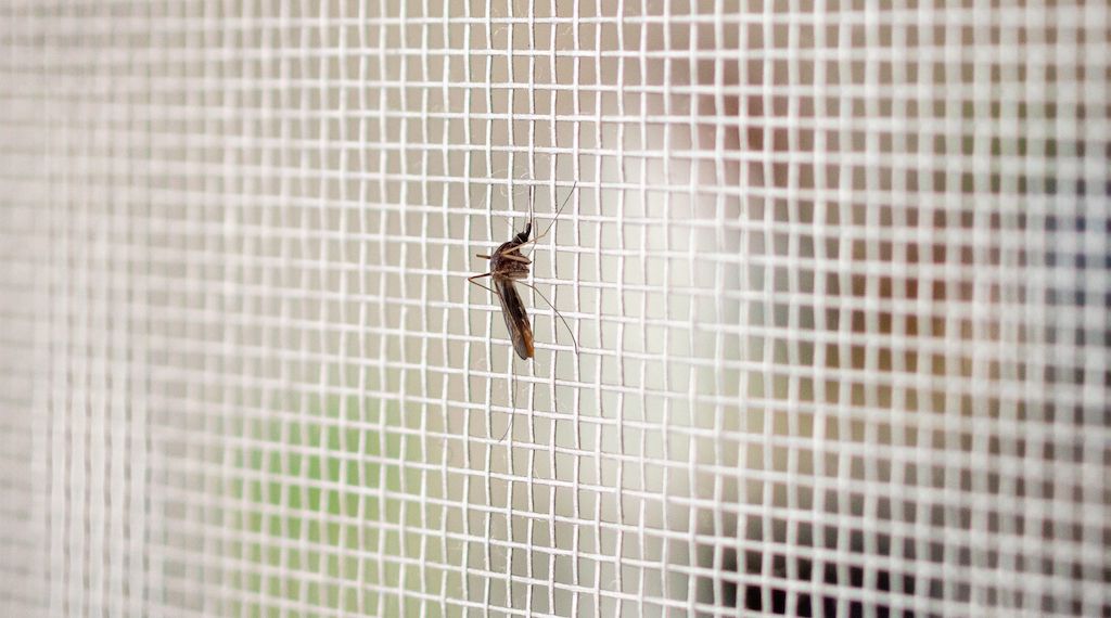 how to keep mosquitos out of house
