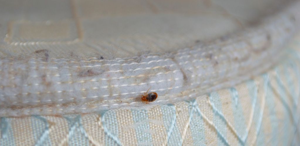 How much does bed bug extermination cost?