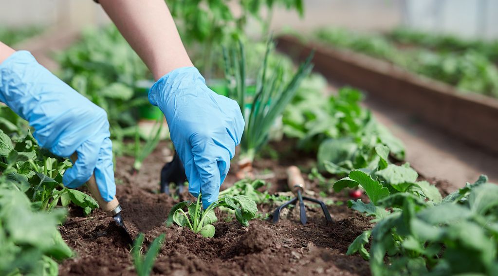 gardening