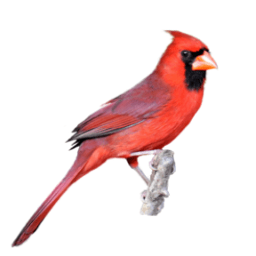 Avatar for Cardinal Custom Carpentry & Woodworking