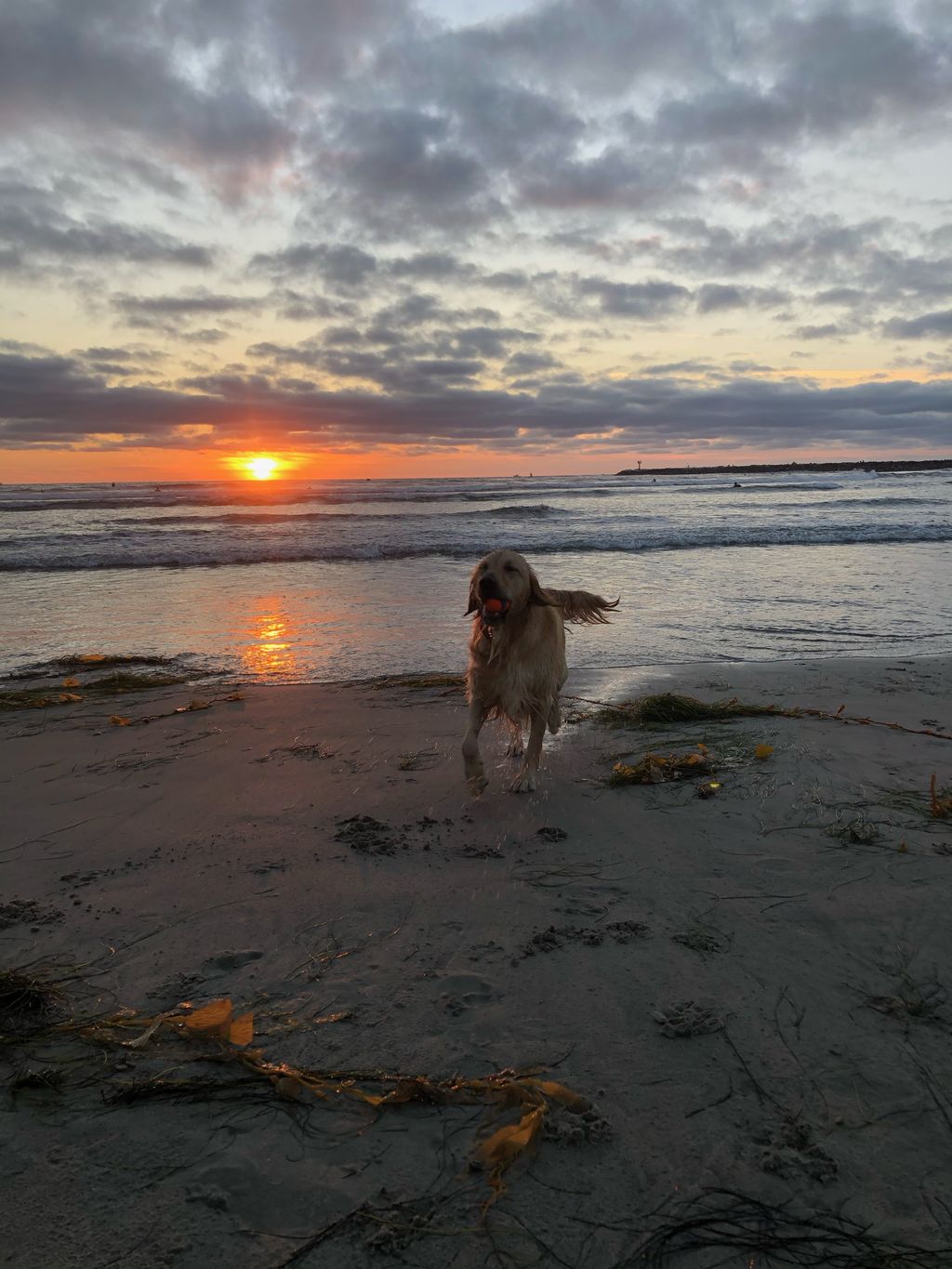 Trips to the Dog Beach are included.