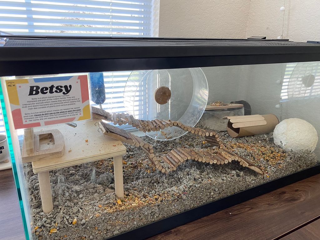 Our Learning Center pet, Betsy! She is a short hai