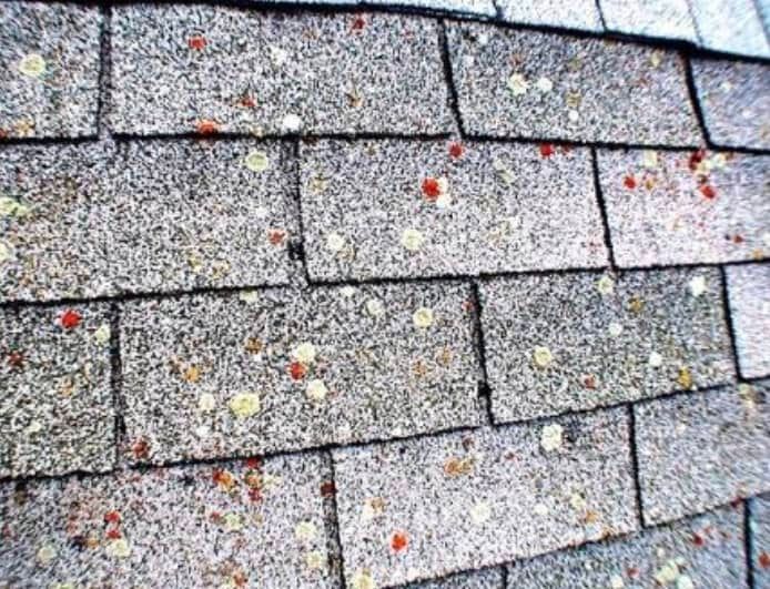 Lichen's on the roof