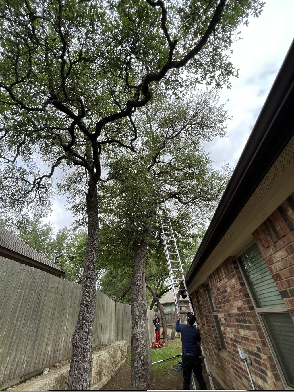 Tree Trimming and Removal