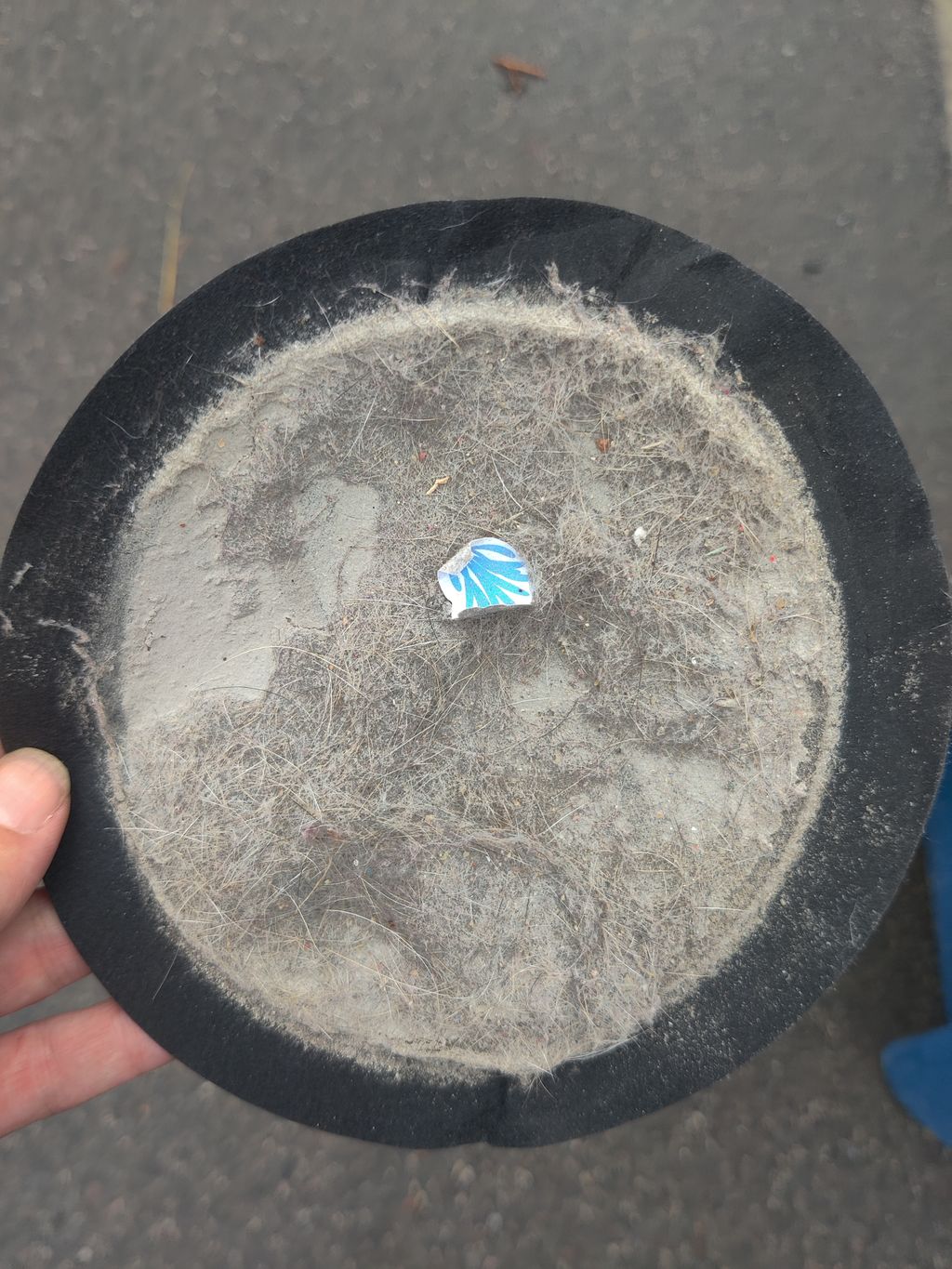 This is dust and dog hair that was extracted from 