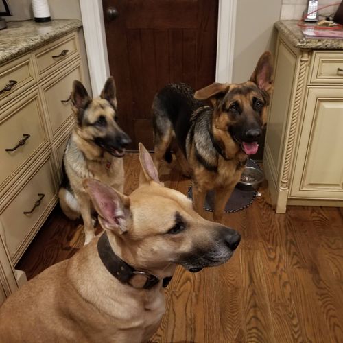 I have 3 Rescue German Shepherds I needed help con