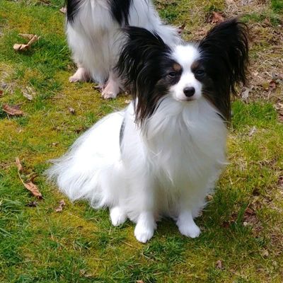 Avatar for All About Pups Mobile Grooming