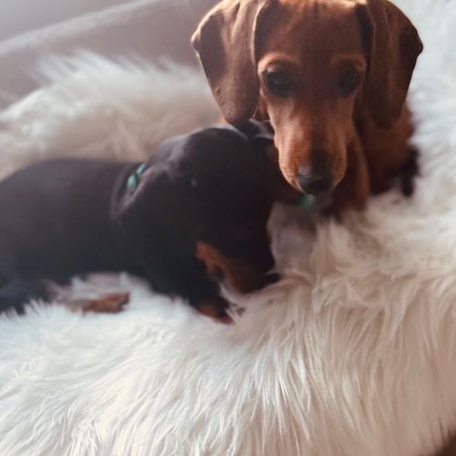 I took my Two Dachshund puppies for obedience to O
