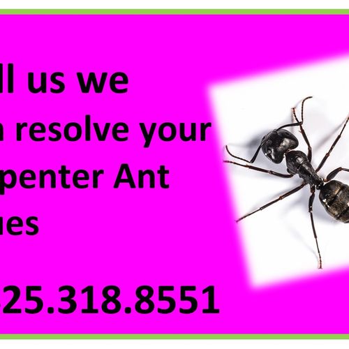 Carpenter Ants? We do that!
