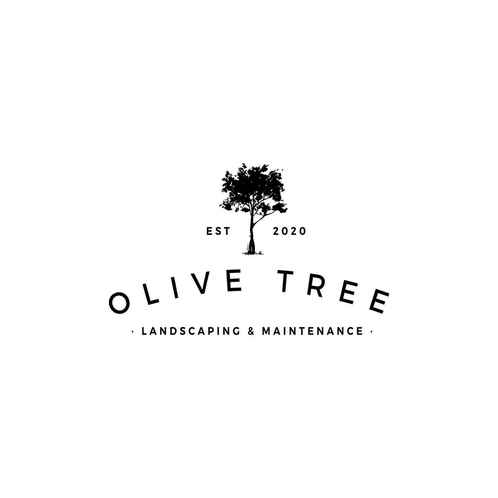 Olive tree landscaping